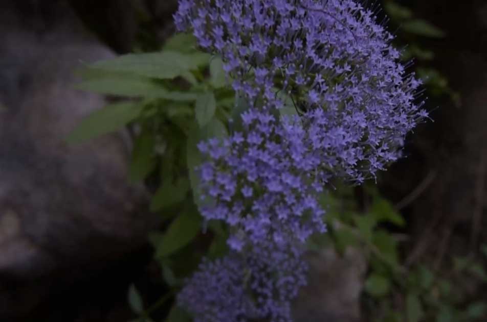 flora-fauna-04