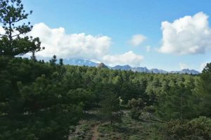 flora-fauna-05